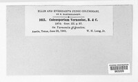 Coleosporium vernoniae image